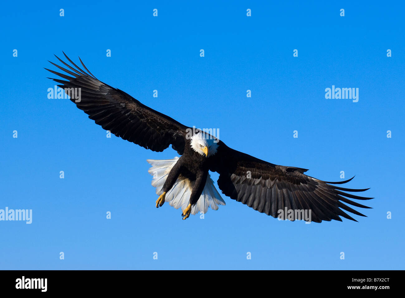 Bald Eagle Haliaeetus leucocephalus in flight Alaska Stock Photo - Alamy