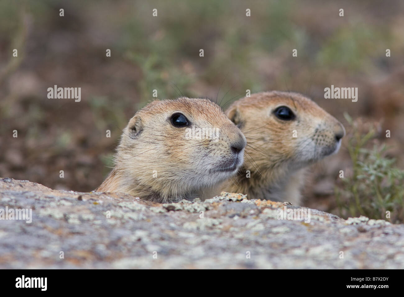 Baby prairie dog hi-res stock photography and images - Alamy