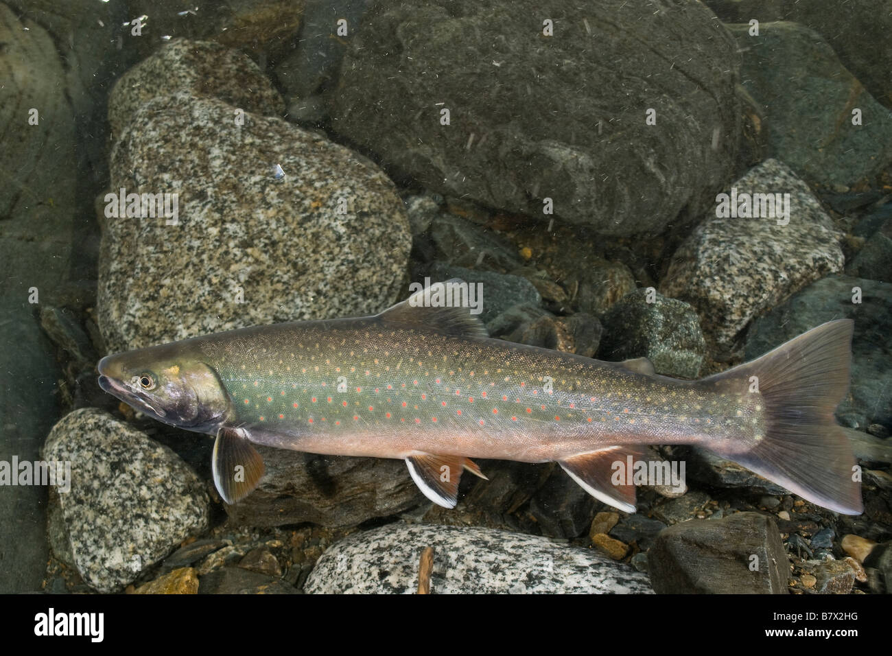 Dolly Varden Salvelinus malma in spawning coloration Trout Juneau
