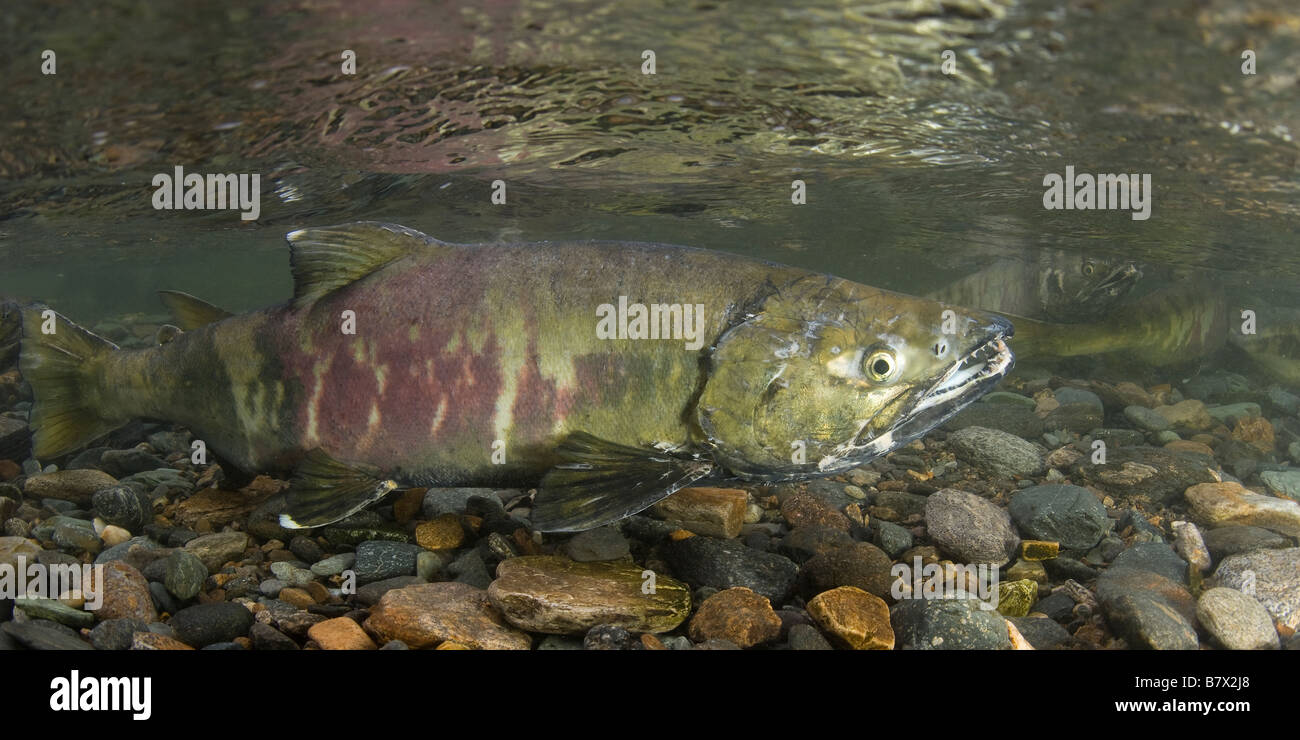 Chum Salmon Oncorhynchus keta Juneau Alaska Stock Photo