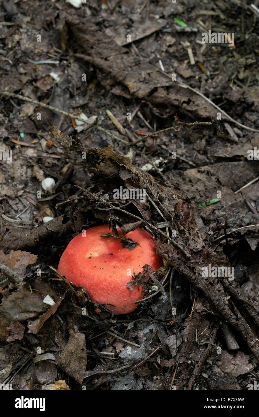 single orange boletus edible mushroom fruiting body emerge appear emerging from leaf litter dirt soil forest floor Stock Photo
