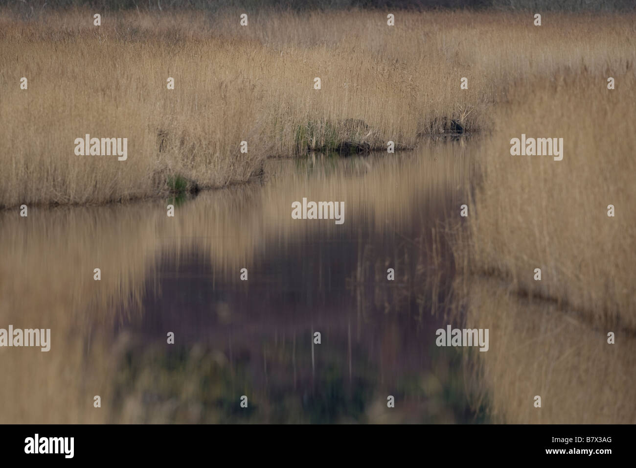 Reedbed Stock Photo