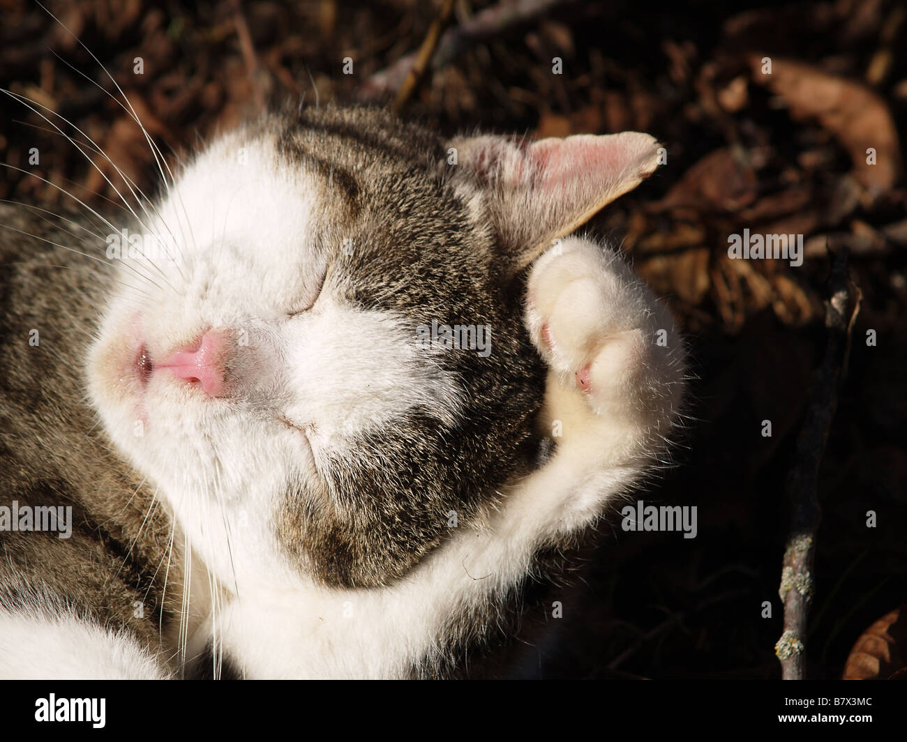 a cat cleaning itself Stock Photo