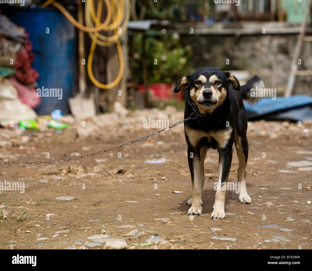 dog in vietnam Stock Photo Alamy