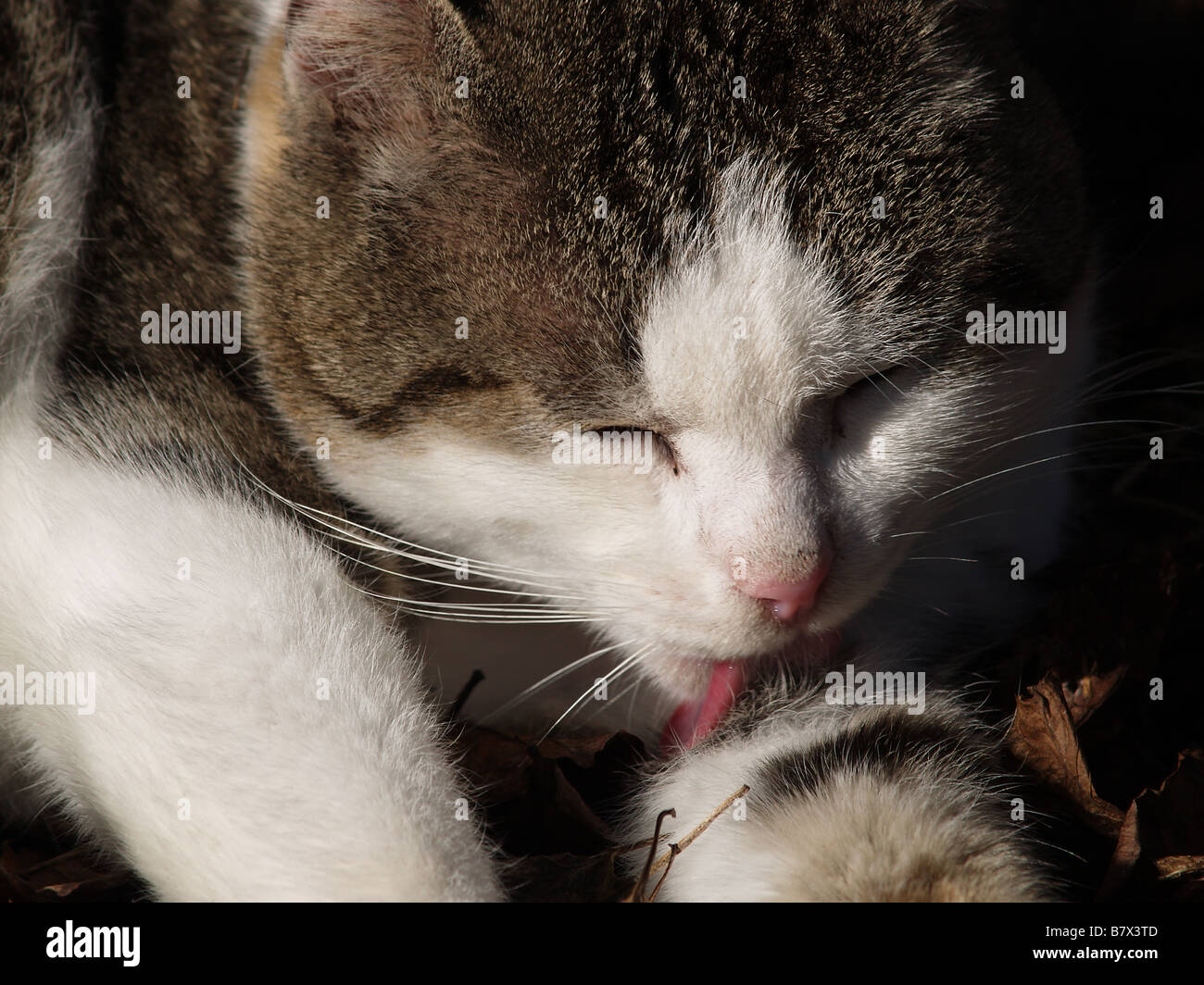 A cat cleaning itself Stock Photo