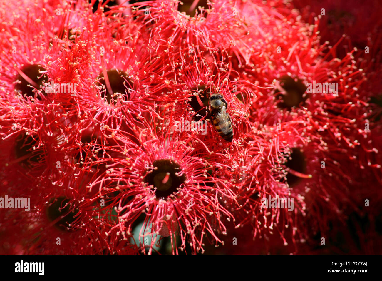 Scarlet red eucalyptus flowers in a garden in Cape Town, South Africa. Stock Photo