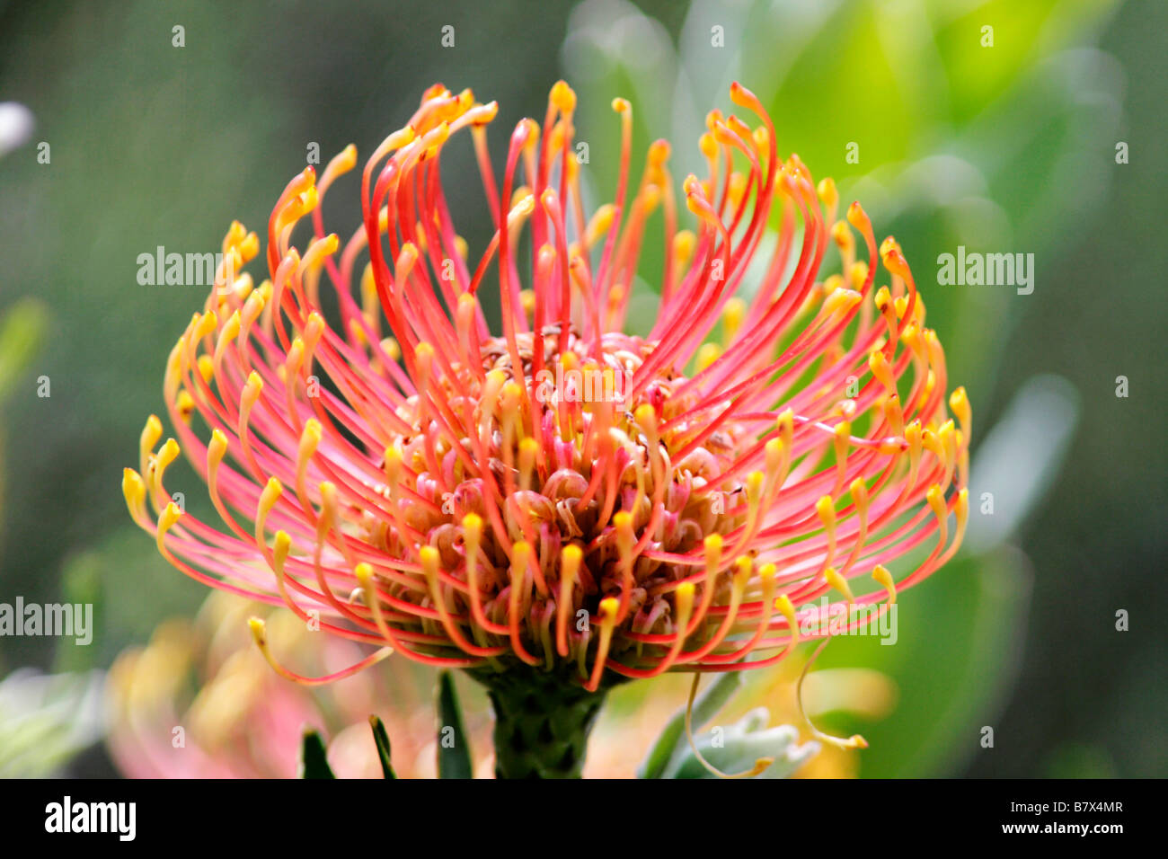 Pincushion protea flower Stock Photo