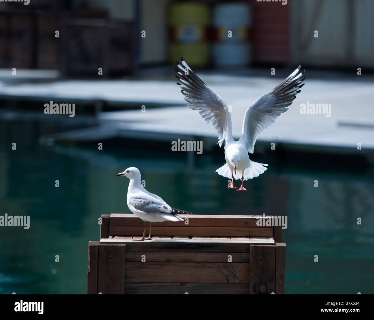 Seagull landing on wood box Stock Photo