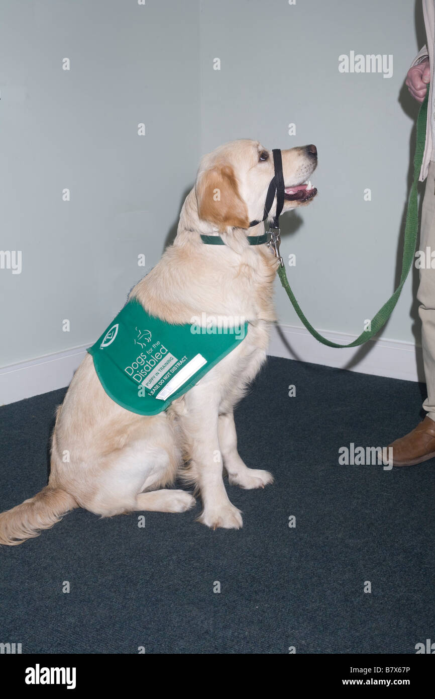 9 month old Buster, a puppy planned for training as an assistance dog with Dogs for the Disabled