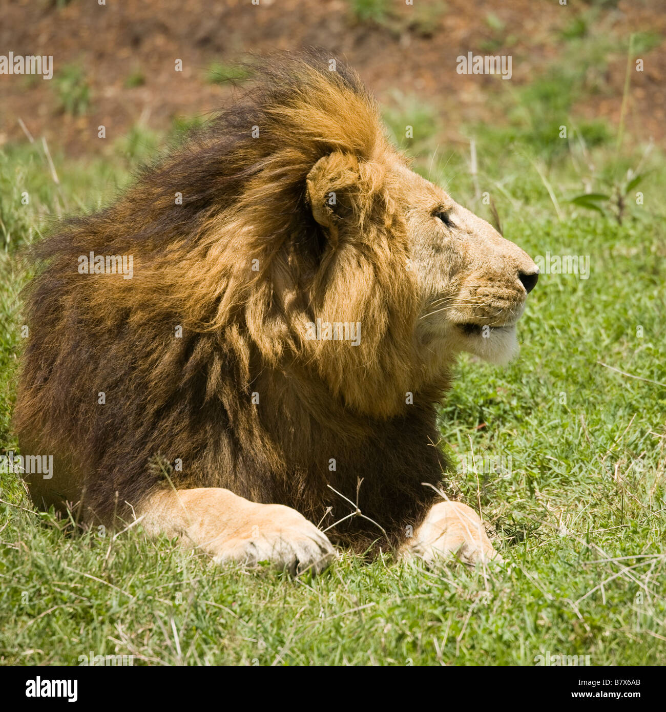 Male lion on plains of masai mara hi-res stock photography and images ...
