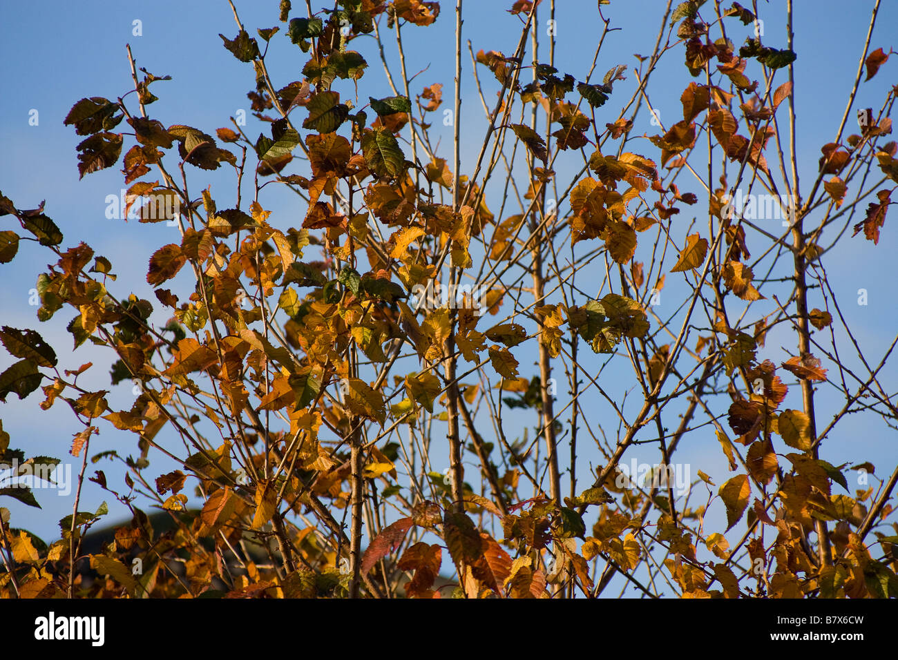 Golden autumn leaves against a blue sky hi-res stock photography and ...