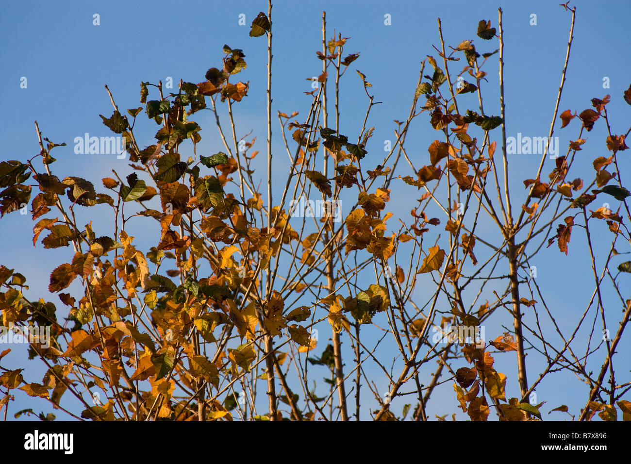 Golden autumn leaves against a blue sky hi-res stock photography and ...