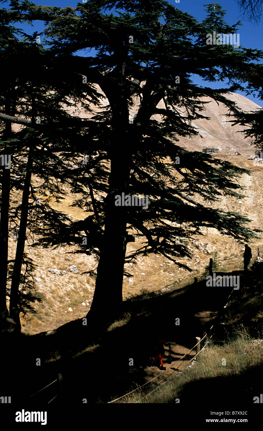 Cedar trees on mount lebanon hires stock photography and images Alamy