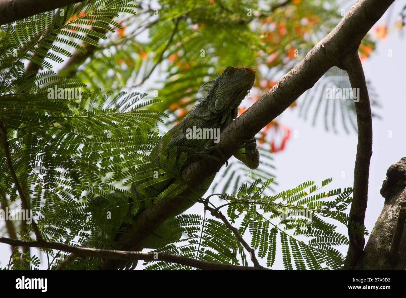 Large adult male Green Iguana (Iguana iguana) climbing branch in tree Stock Photo Alamy