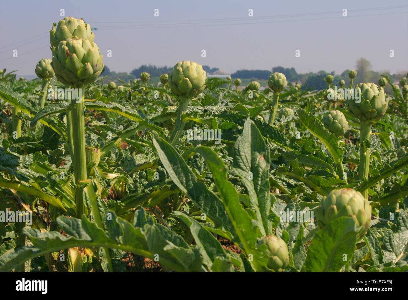 globe artichoke (Cynara scolymus), artichoke growing, France, Brittany