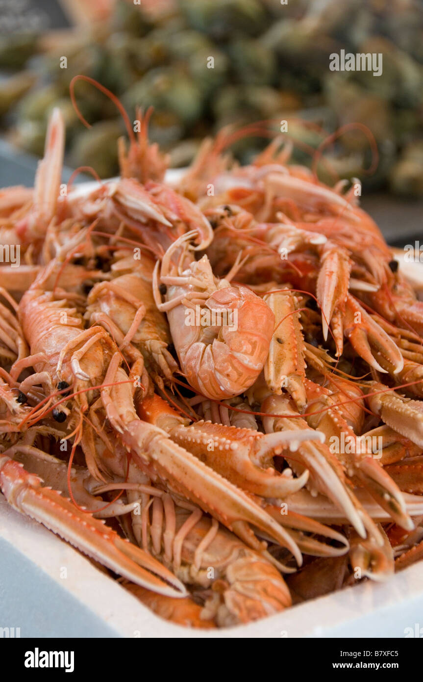 Crayfish for sale in the Bruges medieval fishmarket West Flanders Belgium Stock Photo