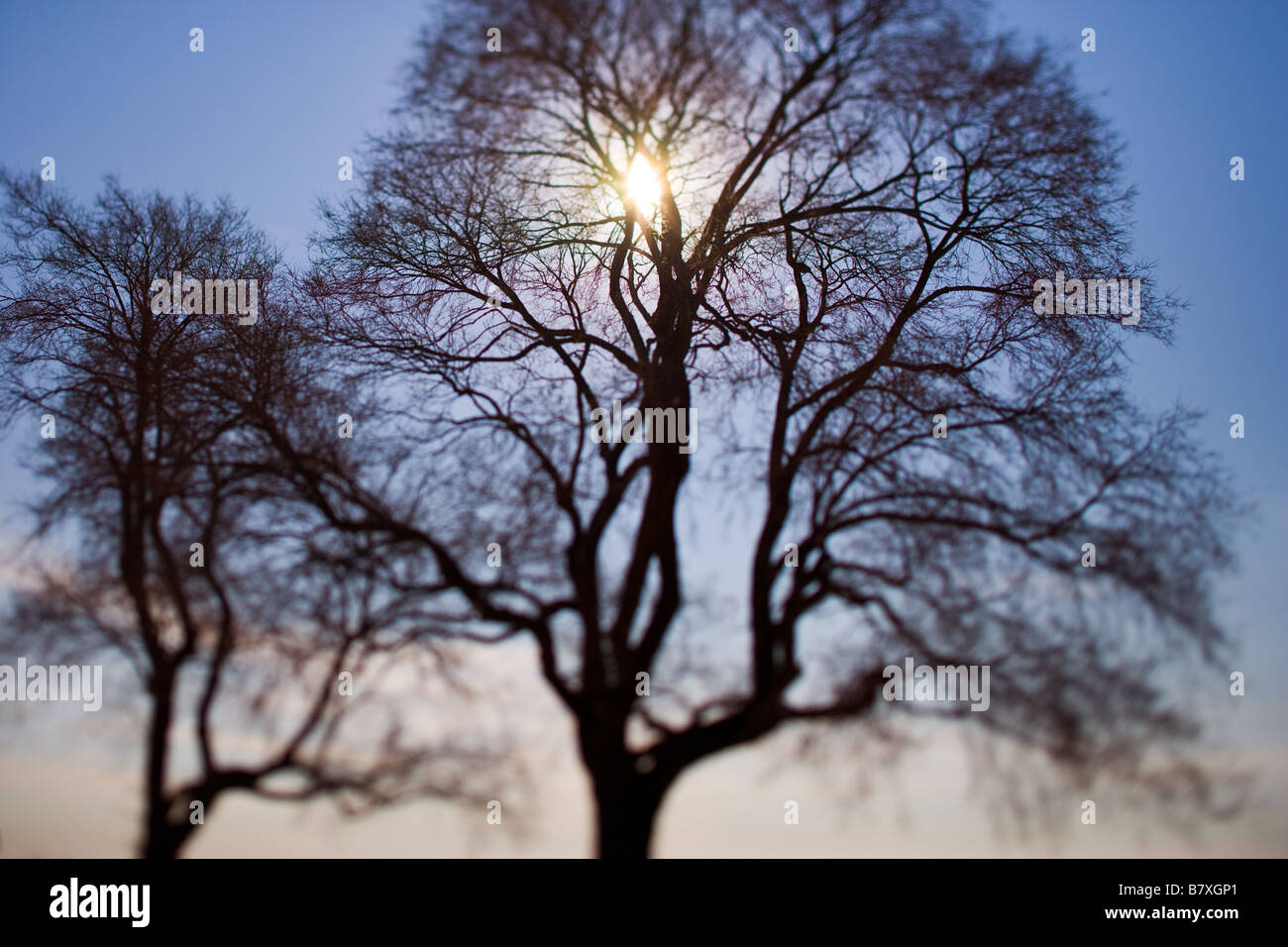 Trees with sunlight Stock Photo