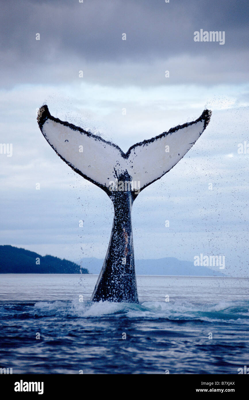 Humpback whale lobtailing, Chatham Strait, Southeast Alaska Stock Photo
