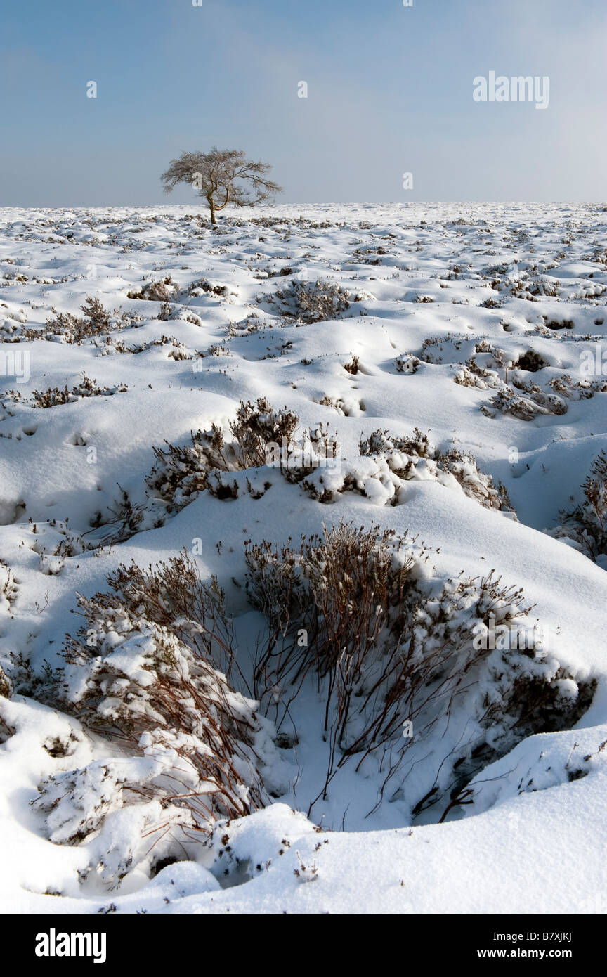 Solitary moorland tree in  snow Stock Photo