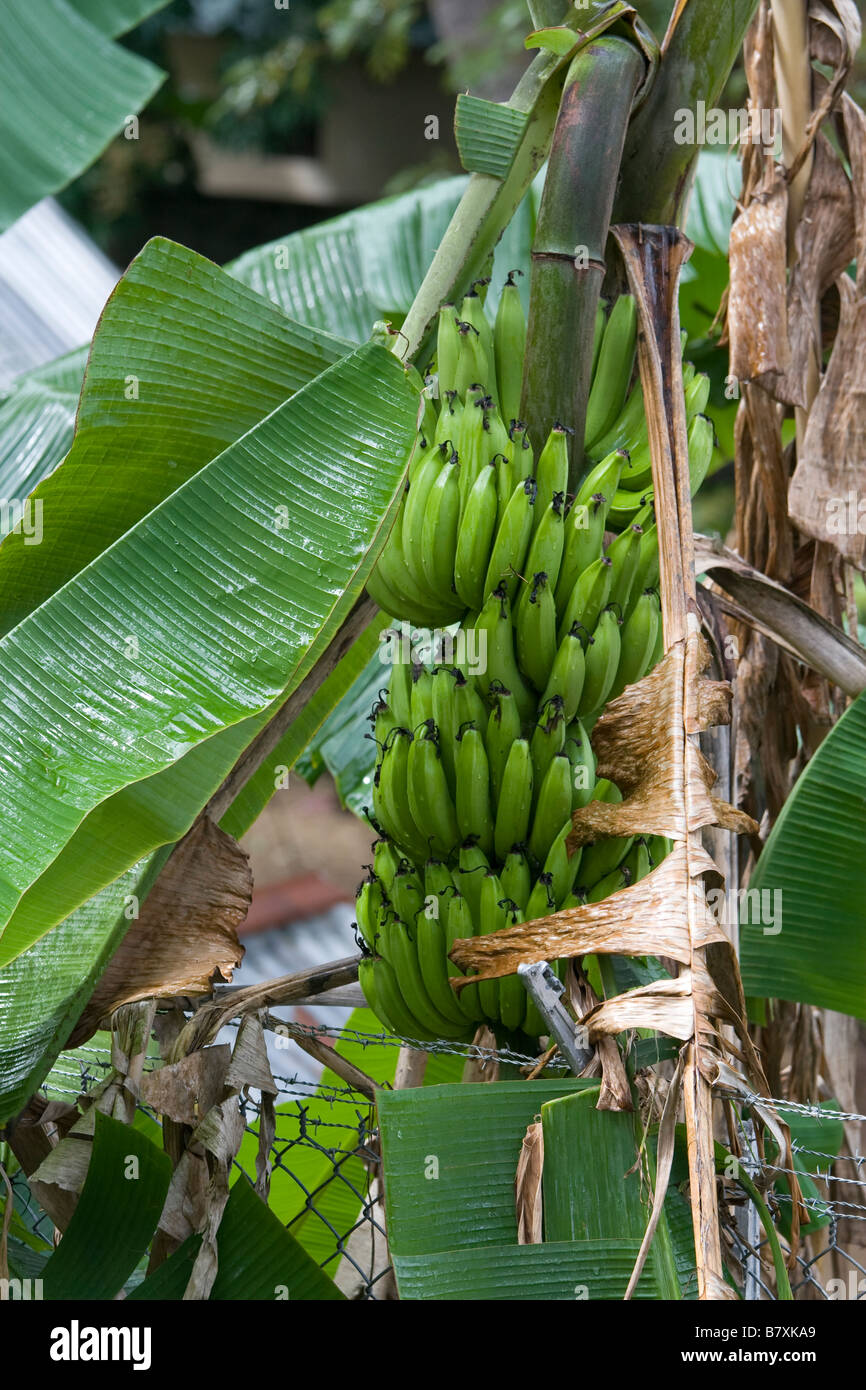 Banana Cluster High Resolution Stock Photography and Images Alamy