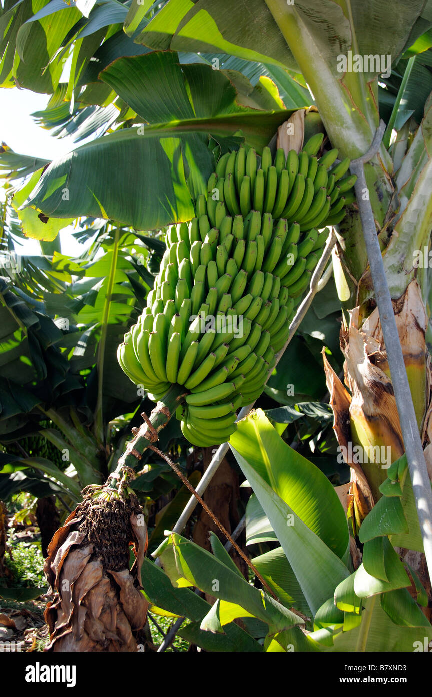48 best ideas for coloring Bananas In Spanish