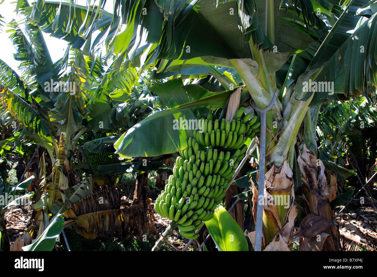 Spanish banana hires stock photography and images Alamy