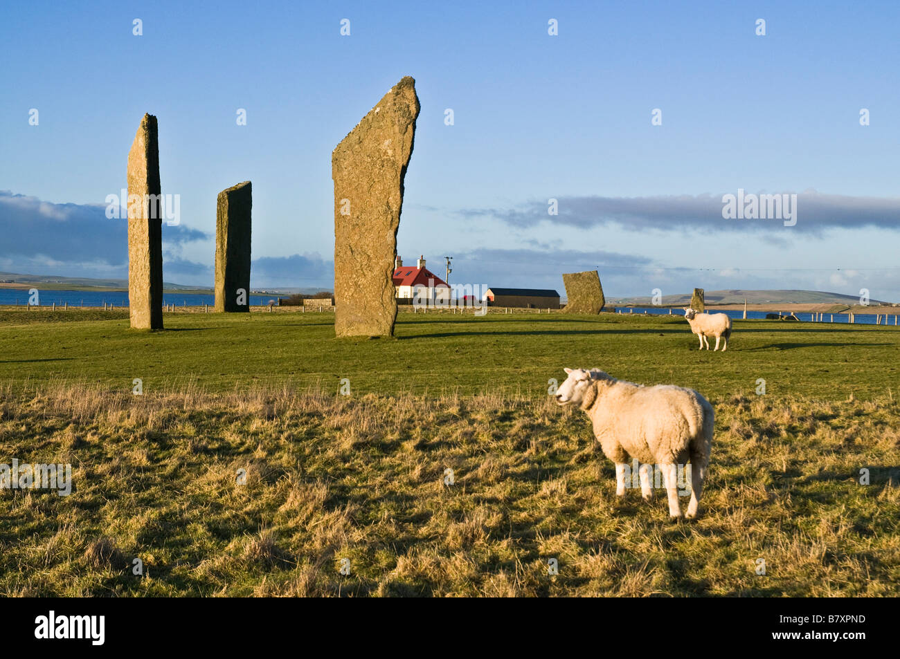 dh Sheep FARMING ORKNEY Rams neolithic Standing stones of Stenness Stock Photo