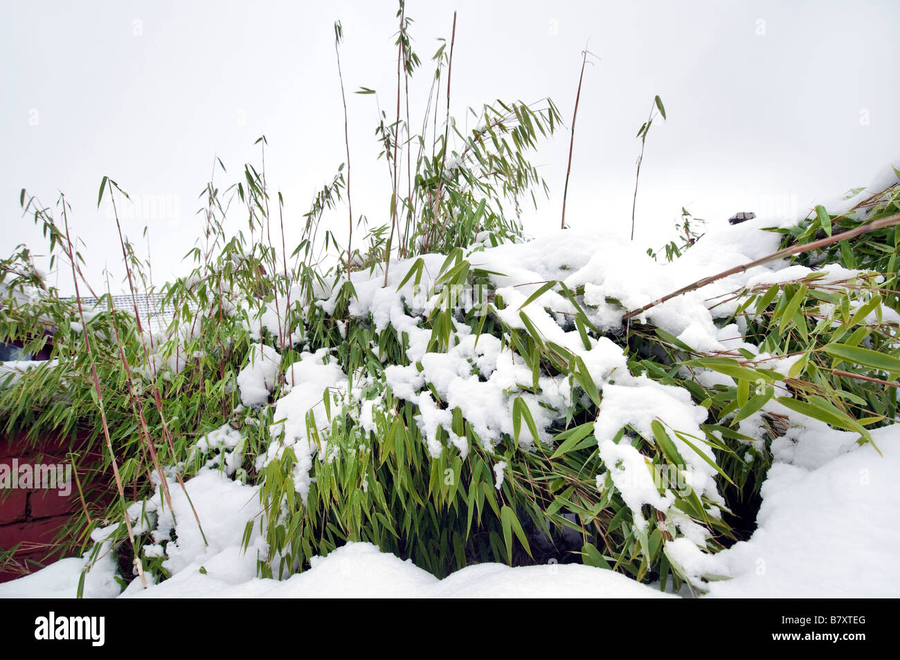 Medium bamboo plants crushed with snow Stock Photo