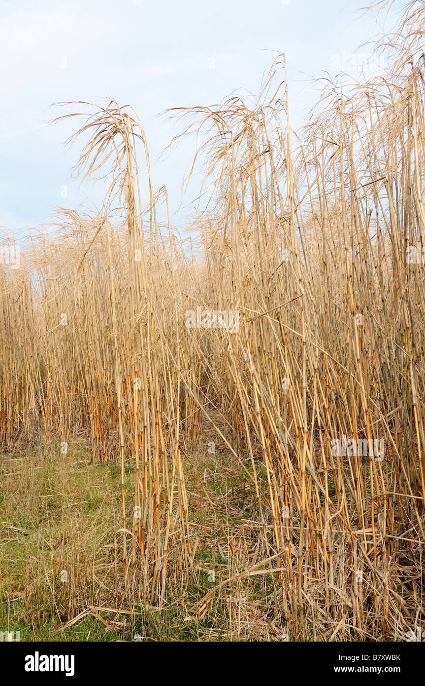 Miscanthus or Elephant Grass Pembrokeshire Wales Stock Photo
