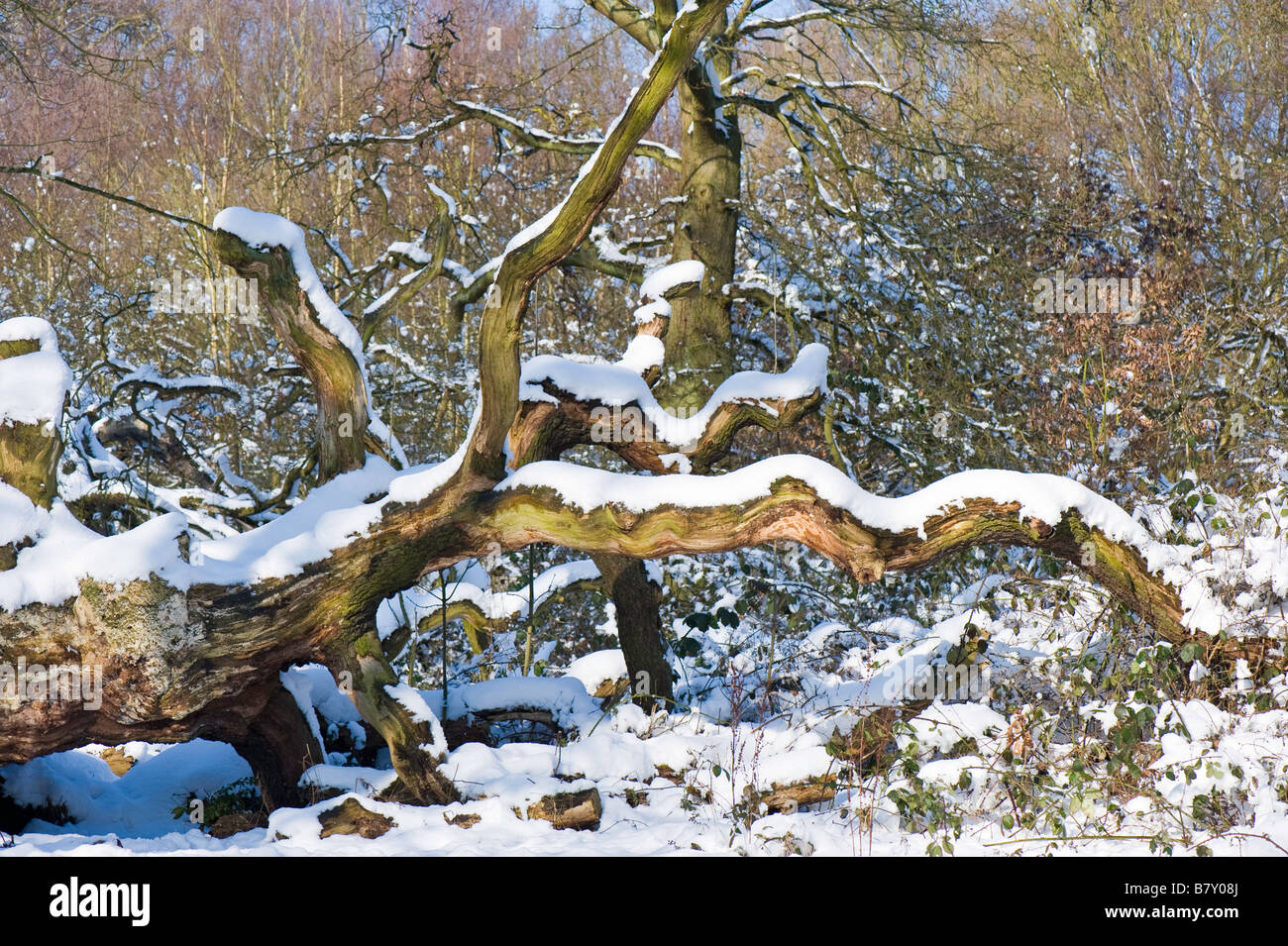 Fallen tree covered in snow, Hampstead Heath, NW3, London United Kingdom Stock Photo