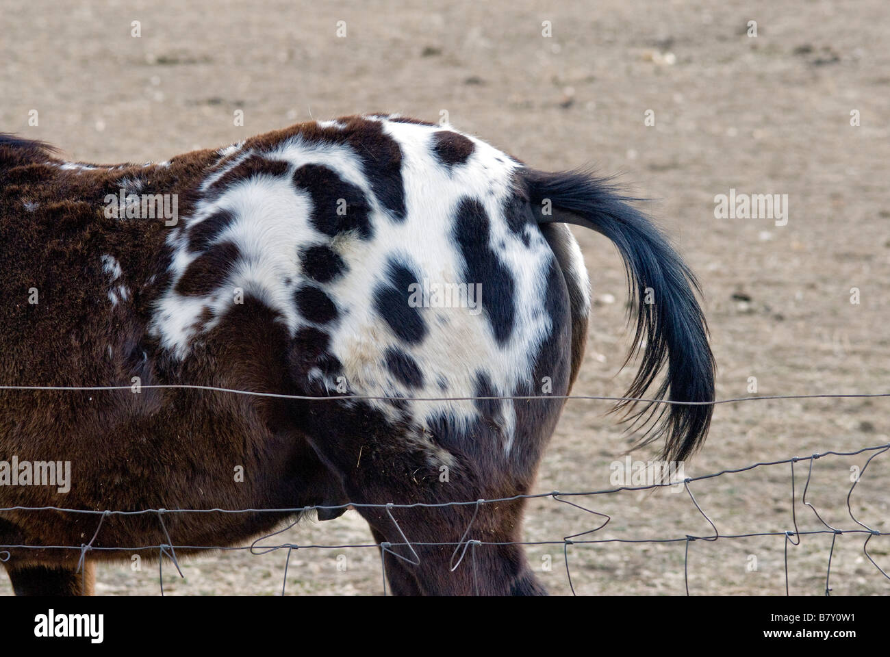 dark bay appaloosa foal rump with little tail Stock Photo - Alamy