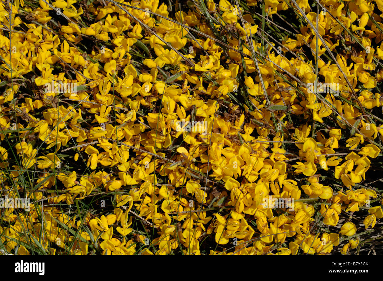 Prostrate broom Cytisus decumbens Marloes Pembrokeshire Wales UK Europe Stock Photo