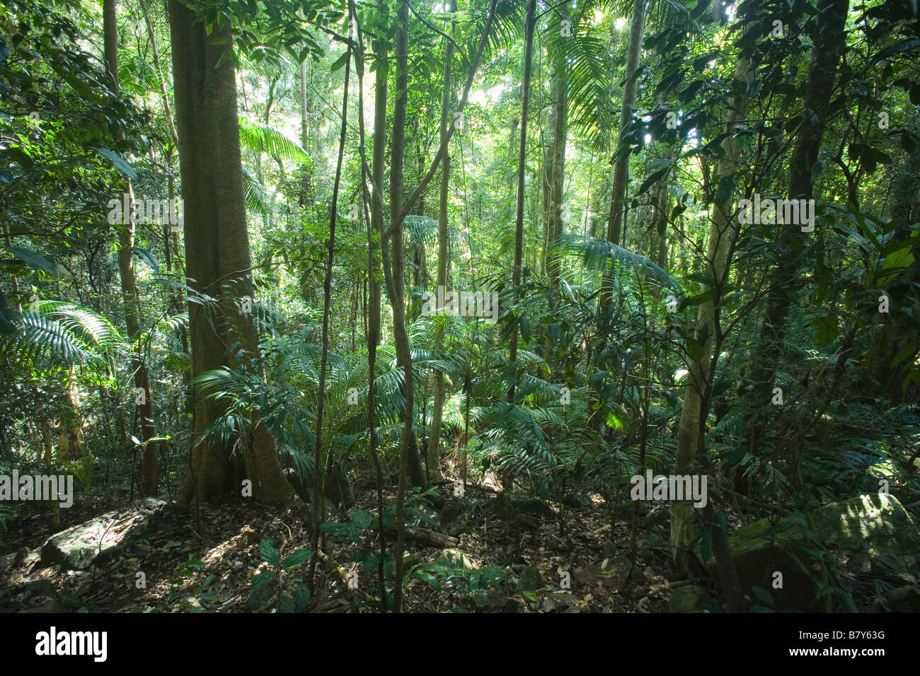 Springbrook national park Rain Forest Gold Coast Hinterland Queensland