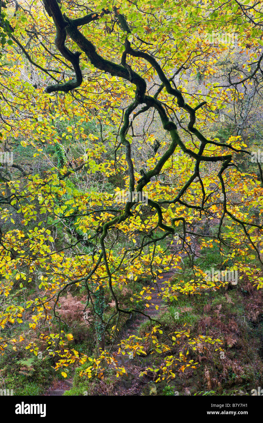 Autumn colours on the overhanging branch of an Oak tree at Watersmeet Exmoor National Park Devon England Stock Photo