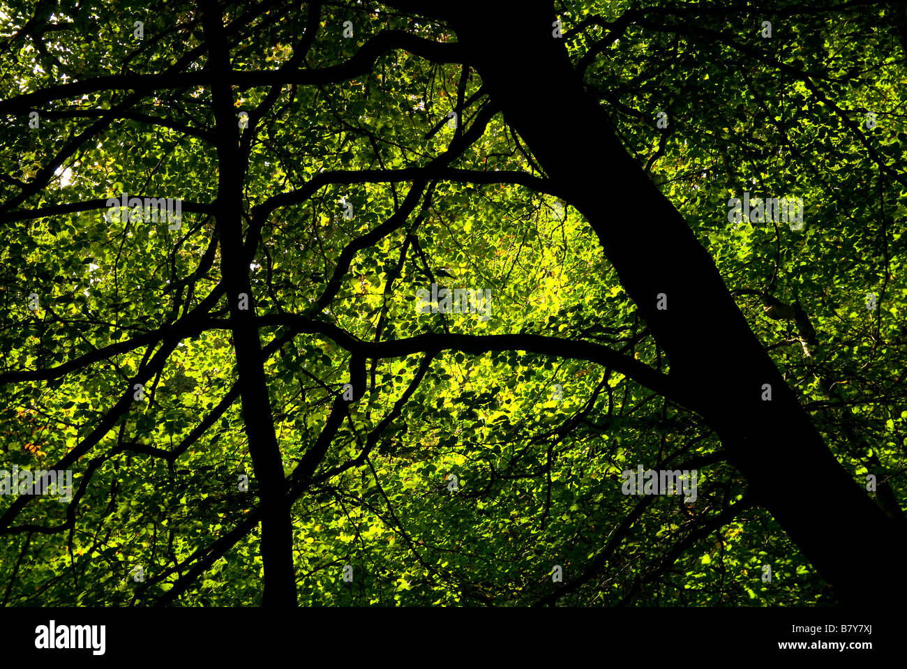 Forest green , dorking hires stock photography and images Alamy