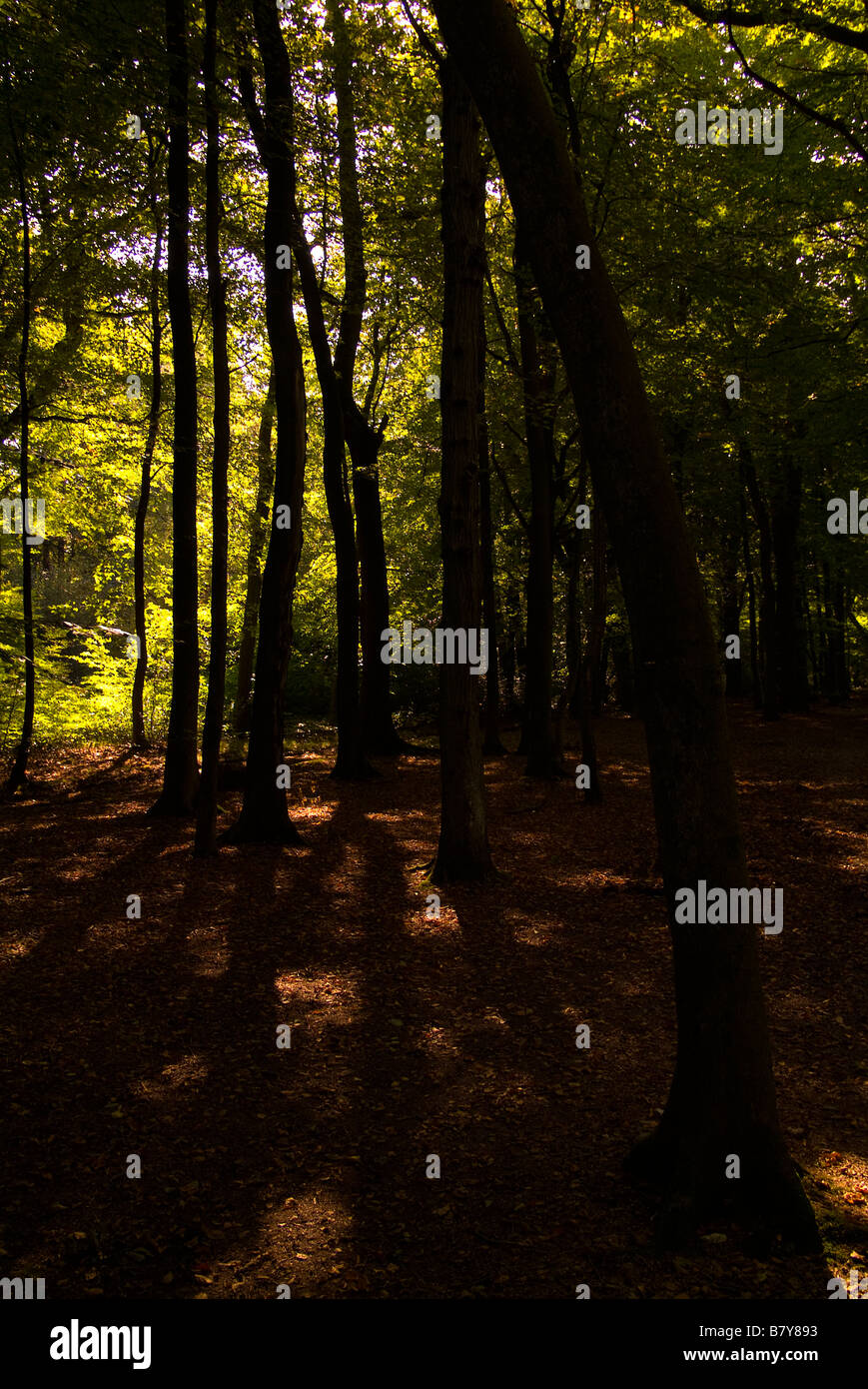 Forest green , dorking hires stock photography and images Alamy