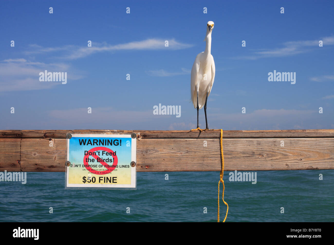 A snowy egret on Sanibel Island, Florida next to a 'Don't Feed the Birds' sign. Stock Photo