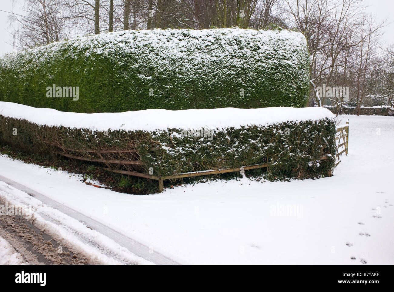 Two tier evergreen boundary hedge under snow in February as seen from the public road Stock Photo