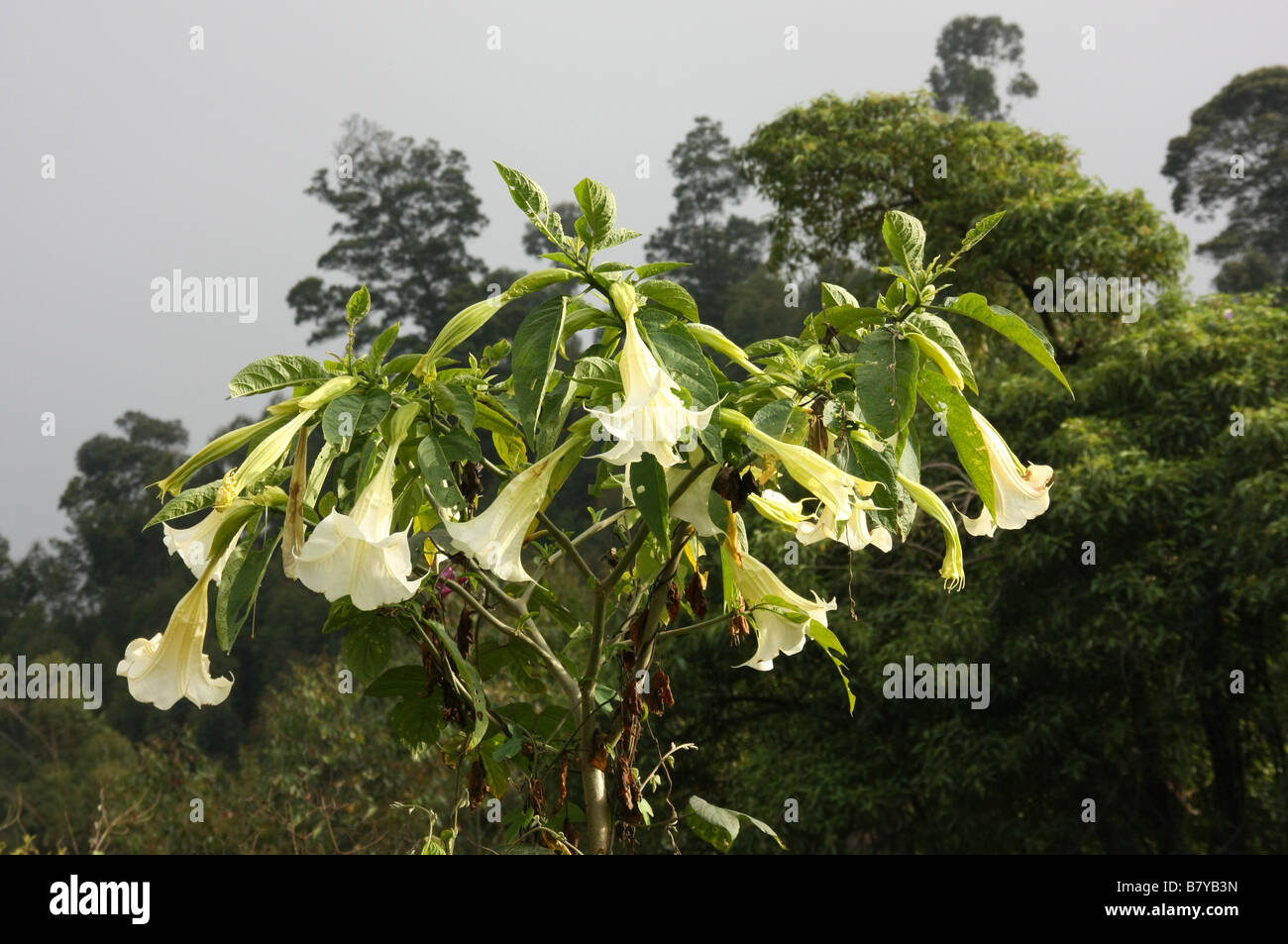 The sacred and deadly Datura or Thorn Apple growing wild in Munnar India Stock Photo