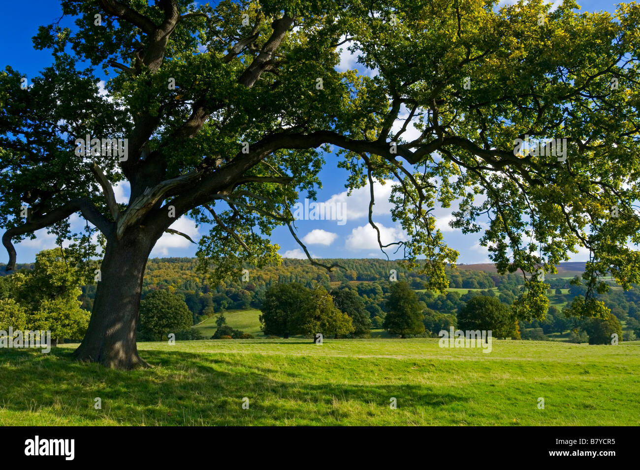Oak tree in green field with long branches overhanging the ground Stock Photo Alamy