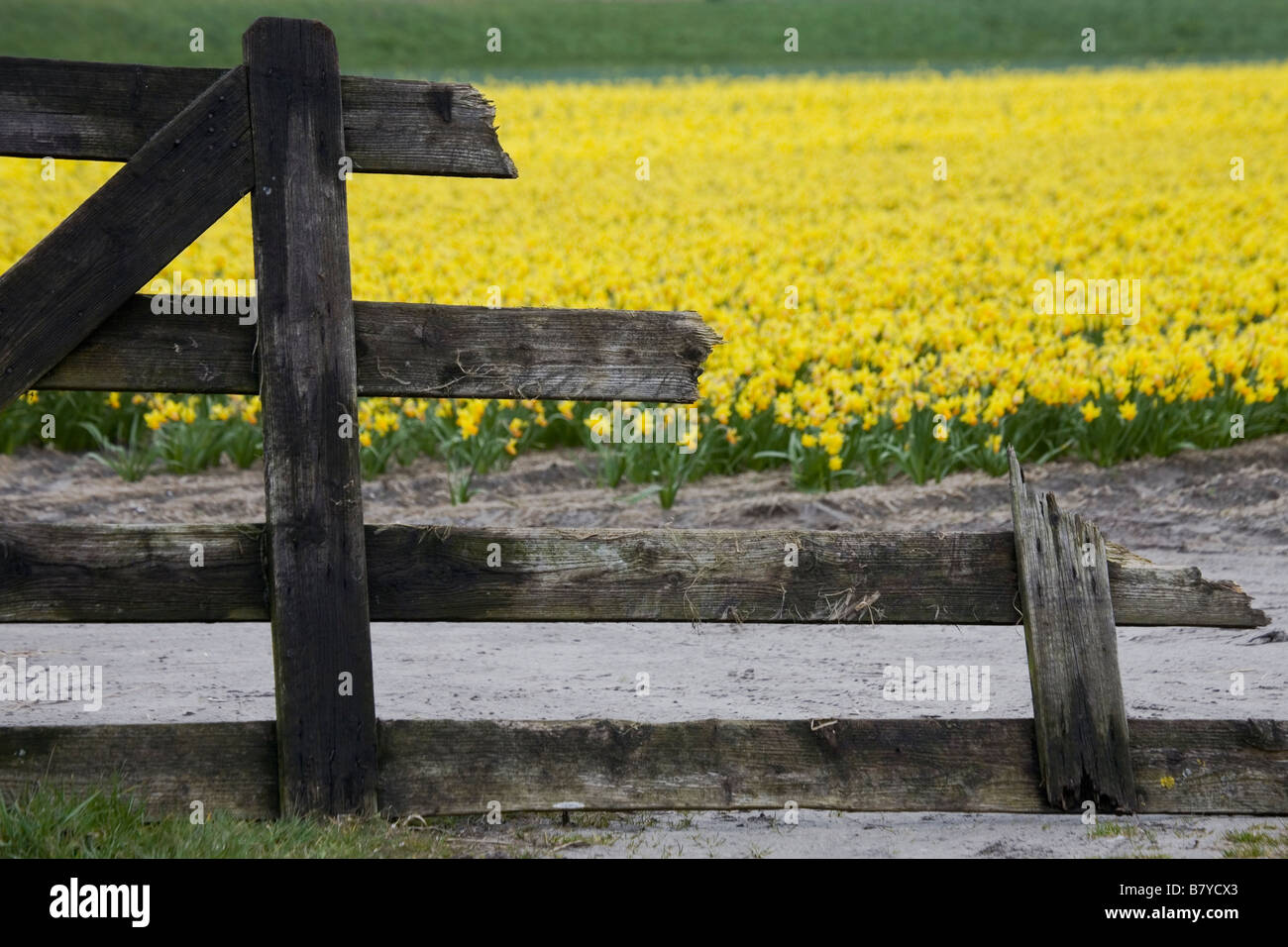 broken fence in front of daffodils Stock Photo