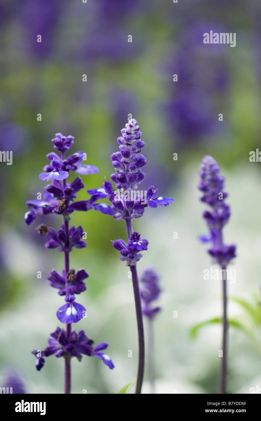 Lavender sprig hires stock photography and images Alamy