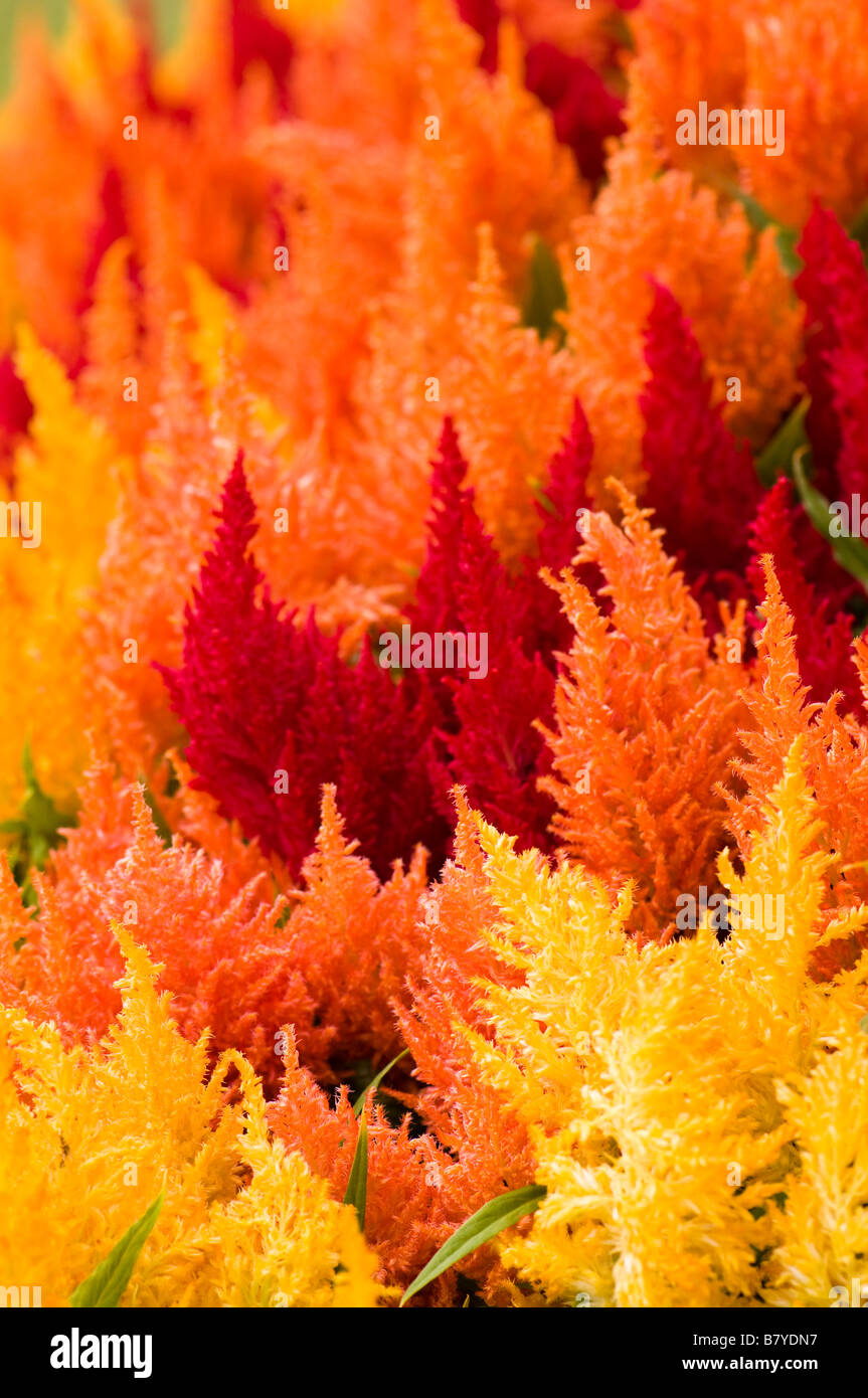 Brightly coloured celosia Stock Photo