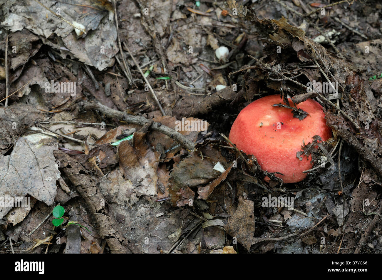 single orange boletus edible mushroom fruiting body emerge appear emerging from leaf litter dirt soil forest floor sprout Stock Photo