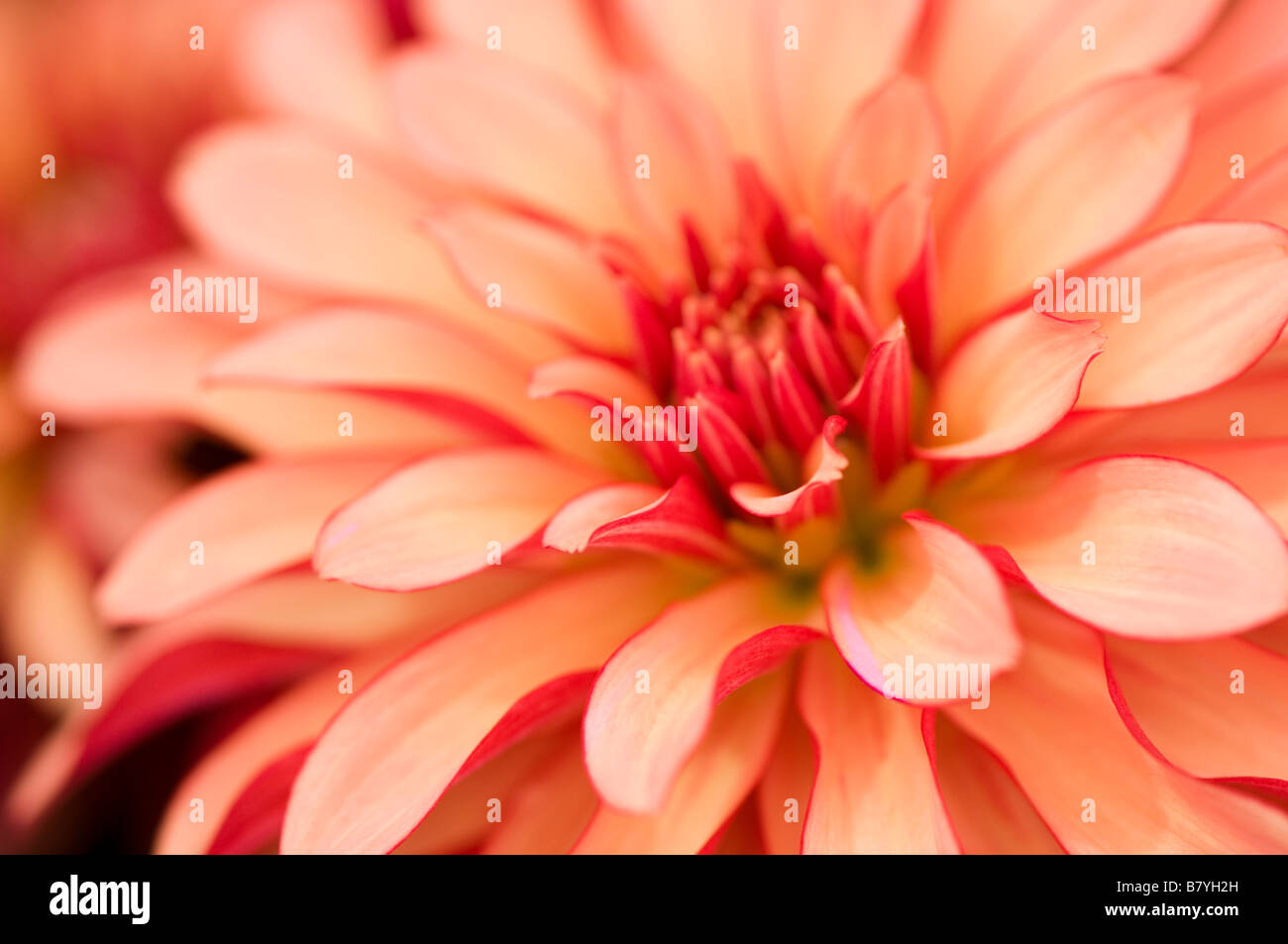 Abstract study of Dahlia Gallery Art Deco Stock Photo