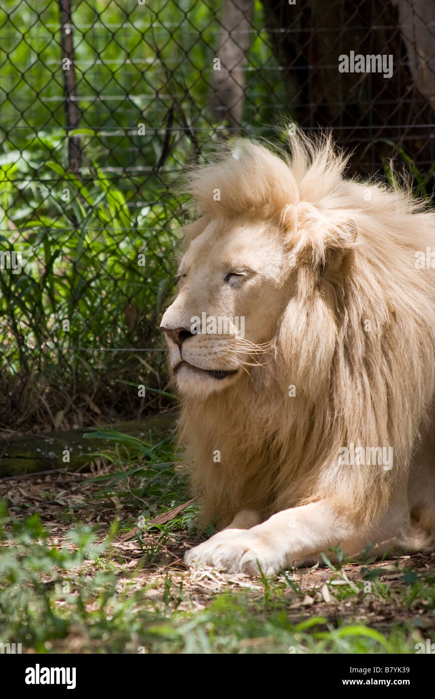 Male white lion hi-res stock photography and images - Alamy