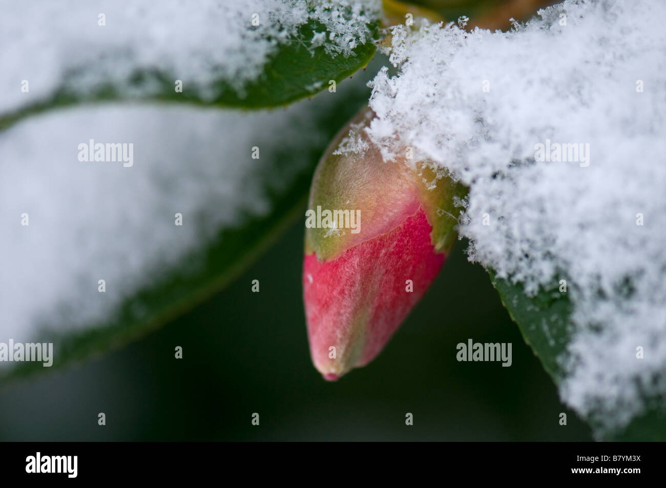 Pink camellia bud hires stock photography and images Alamy