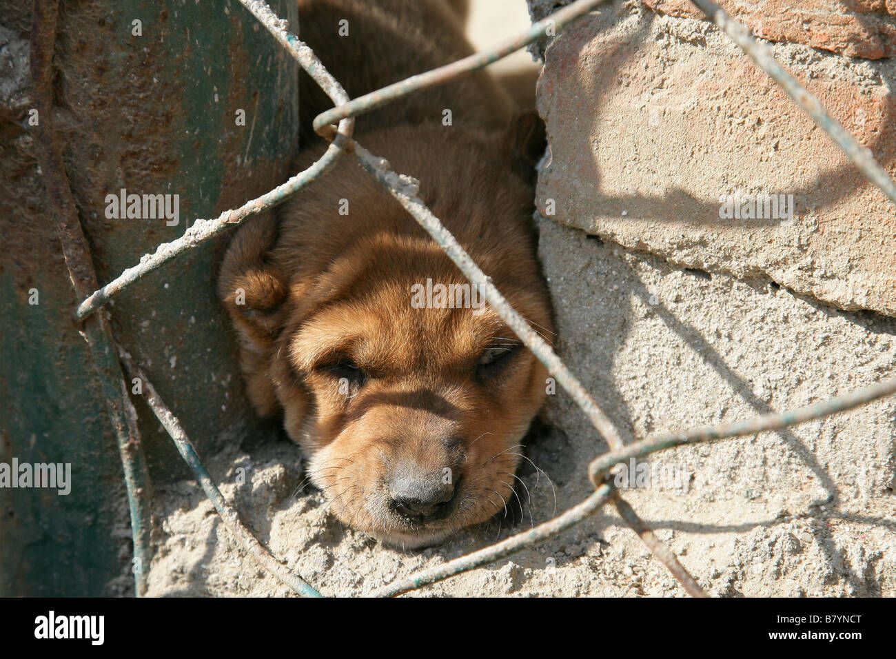 Stuck puppy hires stock photography and images Alamy