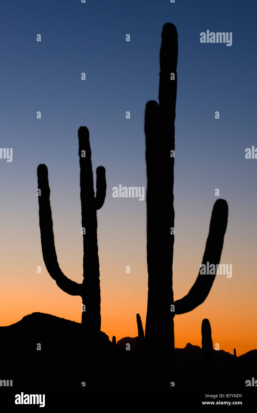 Saguaro Cactus Carnegiea gigantea Sunset Organ Pipe National Monument Arizona Stock Photo