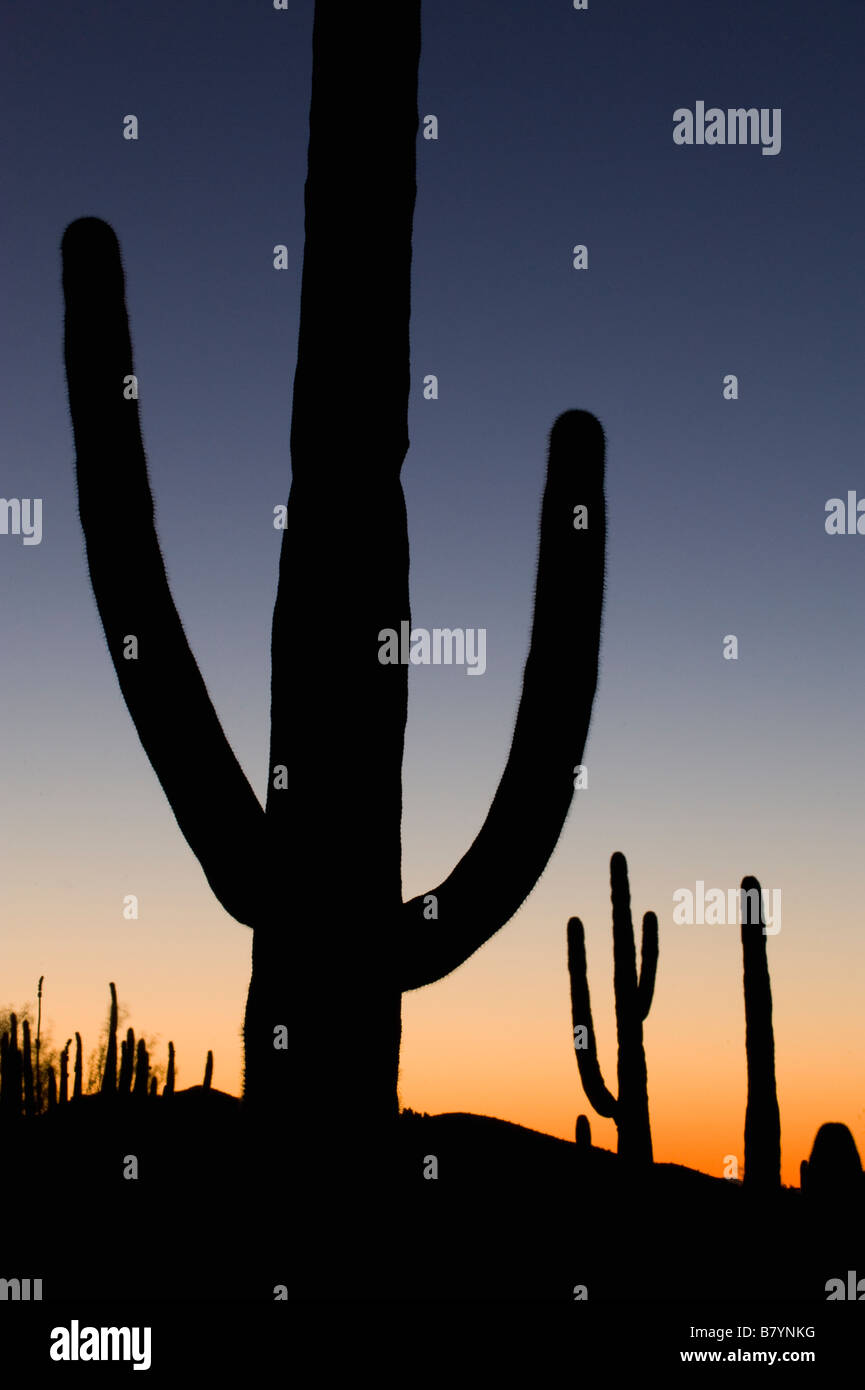 Saguaro Cactus (Carnegiea gigantea) Organ Pipe National Monument, Sunset,  Arizona Stock Photo
